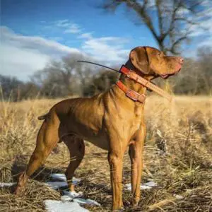 Training Collars