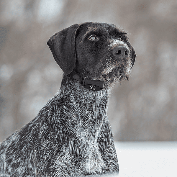 SportDOG NoBark SBC-8