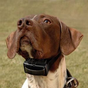 Bark Collars