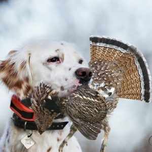 Beeper Collars