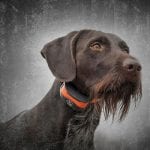 Sport Dog SD-1275E Dog