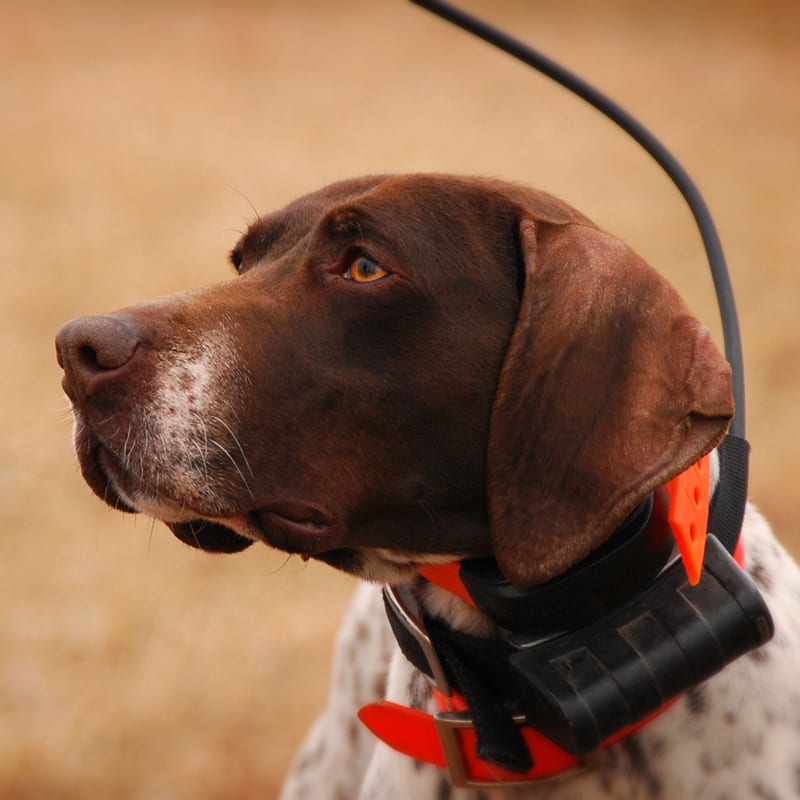 Tracking Collars Collar Accessories Archives Front Range Gun Dog