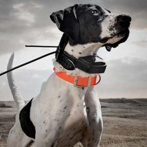 Tracking Collars