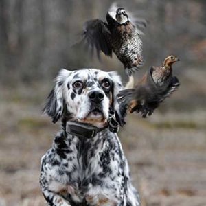 Dog Afield