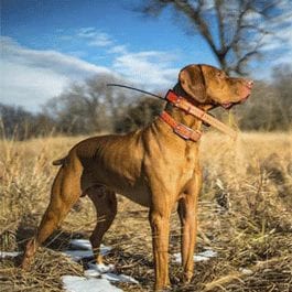 Gun Dog Supplies