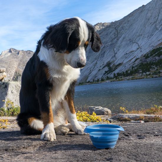 Dog_Travel_Bowl_Collapsible_Bowl_Lifestyle_Blue__84310.1485541289
