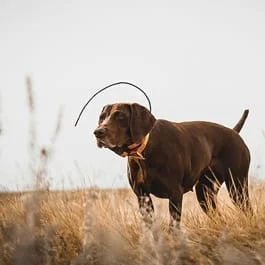 Gun Dog Supplies