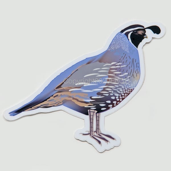 Valley Quail Sticker