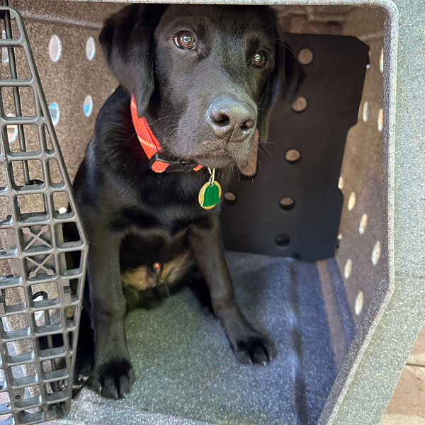 Ruff Land Kennels Divider